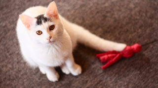 猫をもっとかわいく撮りたい!プロ・猫写真家が教える上手な撮り方参考サイト