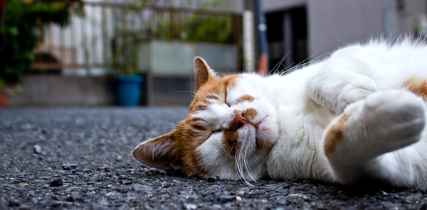 夢に 猫 が出てきたらどんな意味があるの 夢占い 夢診断 ミズタマブログ