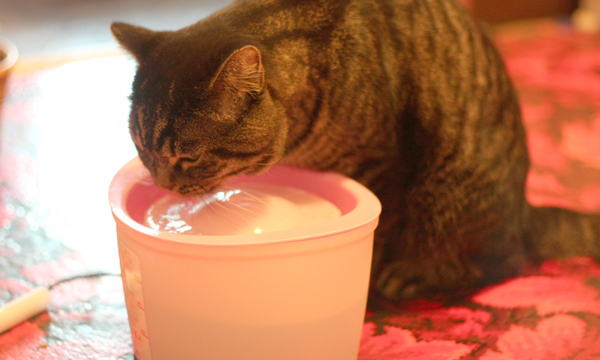 猫用循環式給水器 ピュアクリスタル を置いてみた レビュー ミズタマブログ