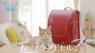 人気モデル猫がランドセルを紹介する動画が何気に癒される